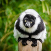 Scientists Discover New Species in Amazon Rainforest